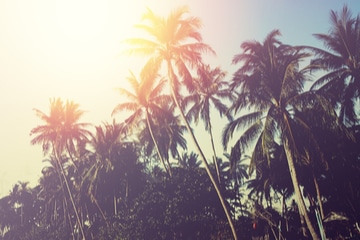 palm trees