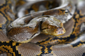 snake