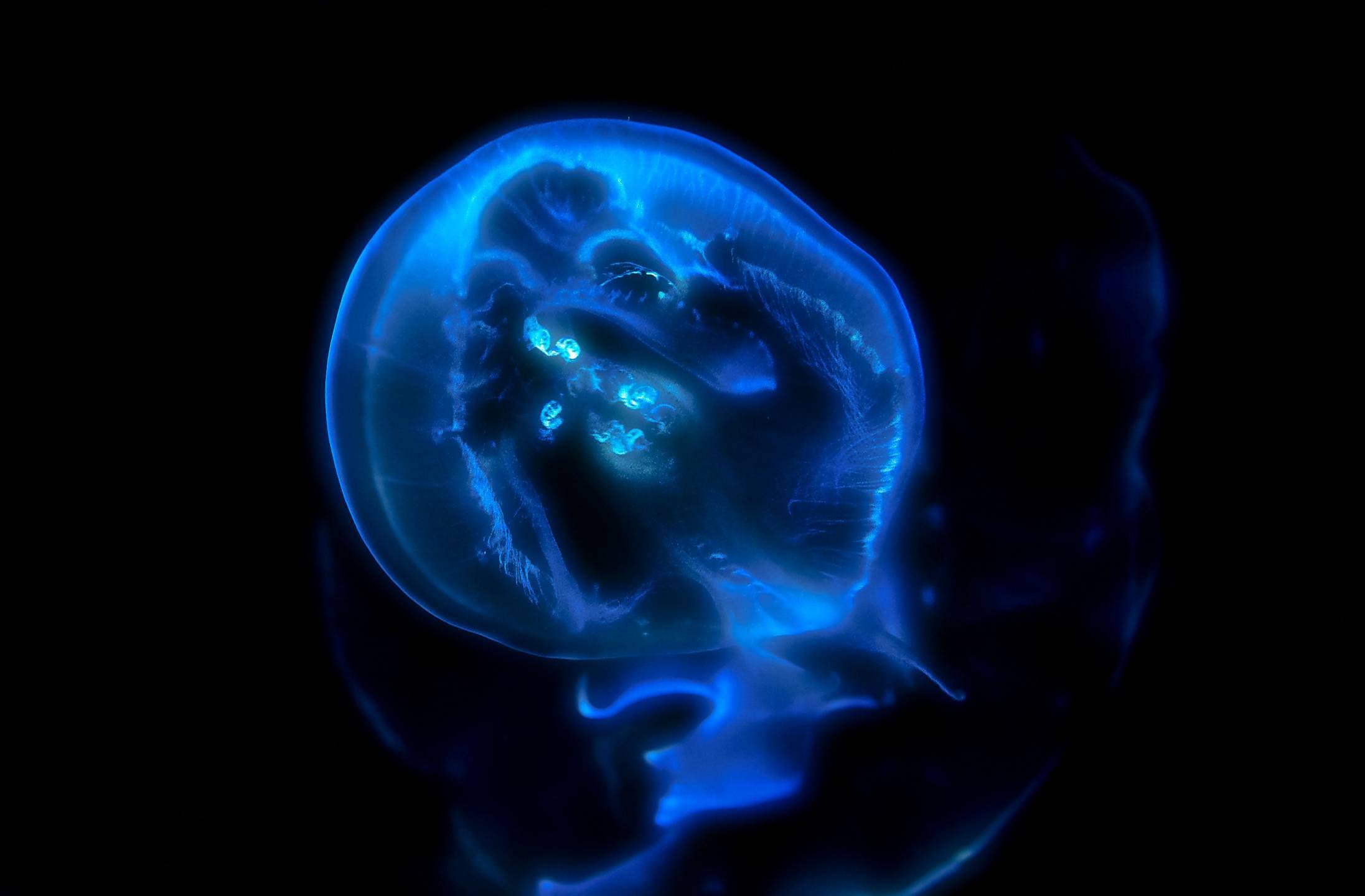 brain scan