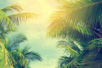 palm trees