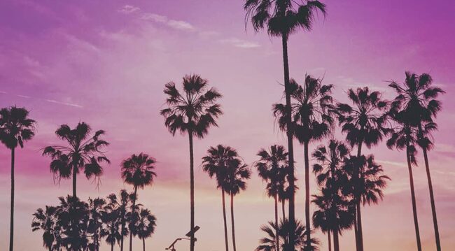 palm tree
