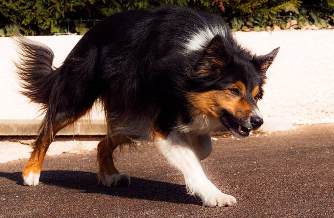 dog