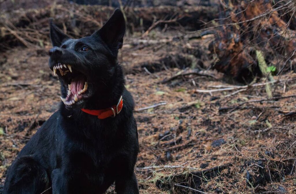 South Florida Dog Bite Laws: What Miami and Fort Lauderdale Residents Need to Know