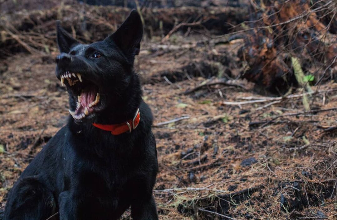 South Florida Dog Bite Laws: What Miami and Fort Lauderdale Residents Need to Know