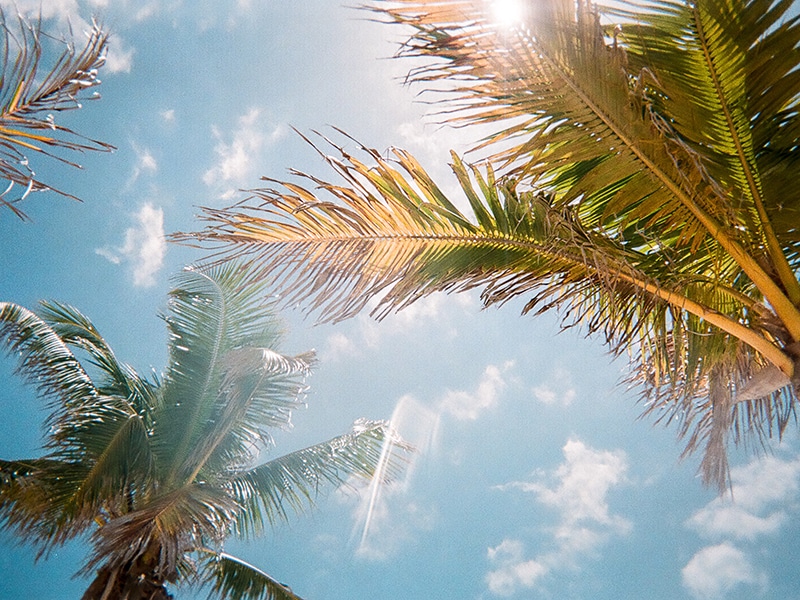 palm tree